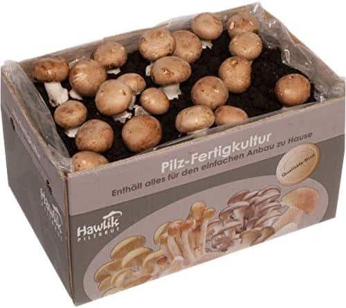 Selber Züchten mit Hawlik: Frische Champignons für Zuhause!