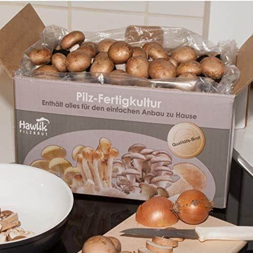 Selber Züchten mit ‌Hawlik: Frische Champignons für Zuhause!