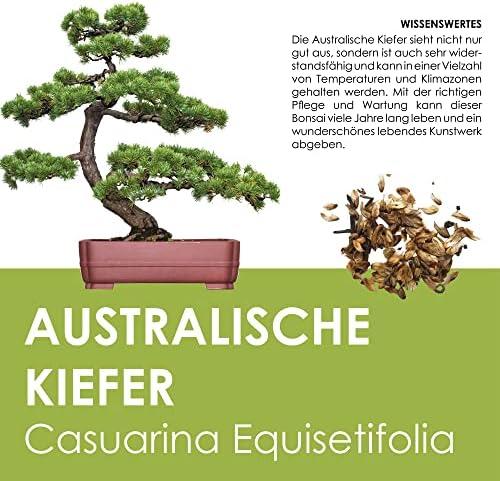 Bonsai Starter Kit Review: Unser Erfahrungsbericht‌ zum GROW2GO Anzuchtset