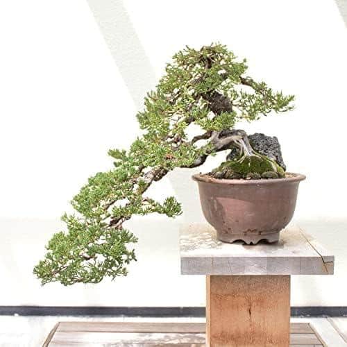 Bonsai Starter Kit‍ Review: Unser Erfahrungsbericht zum GROW2GO Anzuchtset