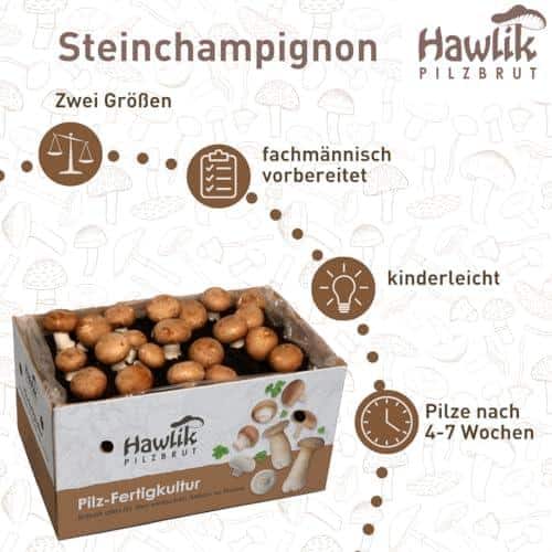 Wir haben es getestet: Hawlik Pilzbrut Zuchtbox⁤ - Einfach Pilze selber züchten