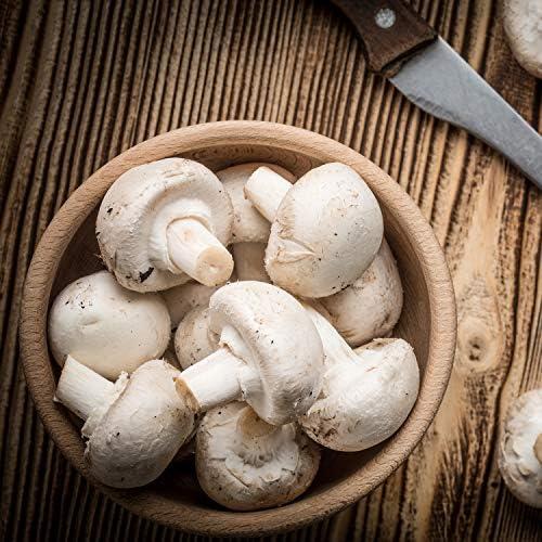 Schritt für Schritt zu frischen Pilzen: Unser Erfahrungsbericht zum 2x Champignon Pilzkulturen ‌Zuchtbox Set!
