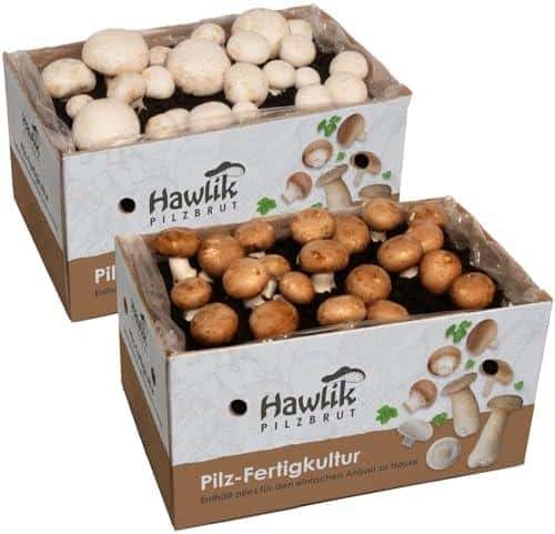 Schritt für ⁤Schritt zu frischen Pilzen: Unser Erfahrungsbericht zum 2x Champignon Pilzkulturen ​Zuchtbox Set!