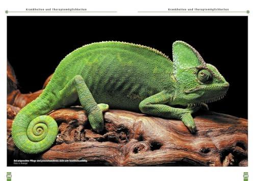 Unsere Rezension von Das Jemenchamäleon: Chamaeleo calyptratus (Buchreihe Art für Art Terraristik)