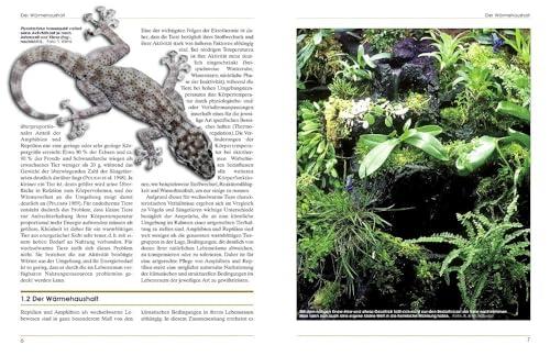 Terrarieneinrichtung leicht ​gemacht mit Terrarien-Bibliothek
