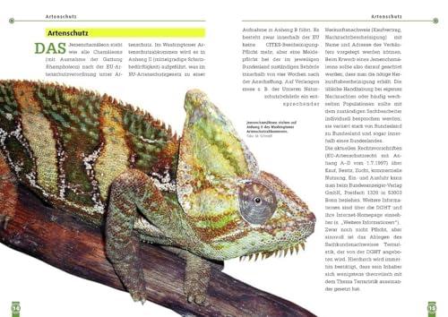 Unsere Rezension von Das Jemenchamäleon: Chamaeleo calyptratus (Buchreihe Art ⁣für Art Terraristik)