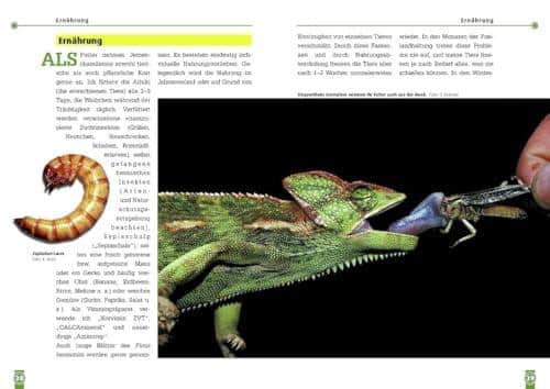 Unsere ehrliche Rezension: Das Jemenchamäleon Buch - Art für Art Terraristik