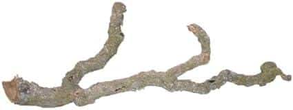 Alles, was du über die Terrariumgröße, Technik und Einrichtung wissen musst