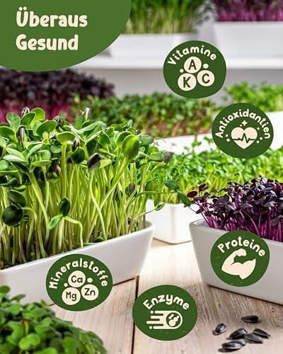 Deutsch übersetzen
salmi
5,0 von 5 Sternen Je recommande graines bio
Überprüft in Belgien am 12. Oktober 2025
Stil: Gemüse 15
Verifizierter Kauf
Parfait toutes les graines ont bien germer et ont produits les légumes désirez je recommande fortement de plus vous avez accès à leur site et conseils de culture
Weiterlesen
Melden
Rezensionen auf Deutsch übersetzen
Valentina Biondi
5,0 von 5 Sternen Semi di qualità ottima e ottimo packaging
Bewertet in Italien am 19. November 2025
Stil: Sprossen Nutri 10
Verifizierter Kauf
Molto soddisfatta! All’interno della confezione ho ricevuto non solo tutti i semi ma uno come bonus regalo! Per adesso ho piantato solo 6 bustine e devo dire che sono ottime ! Sono cresciute tutte e 6 al 100% in circa 13 giorni , in ambiente chiuso e con led. Sono tra l’altro buonissimi come sapore. Ottimo prodotto
Weiterlesen
Valentina Biondi
5,0 von 5 Sternen Semi di qualità ottima e ottimo packaging
Bewertet in Italien am 19. November 2025
Molto soddisfatta! All’interno della confezione ho ricevuto non solo tutti i semi ma uno come bonus regalo! Per adesso ho piantato solo 6 bustine e devo dire che sono ottime ! Sono cresciute tutte e 6 al 100% in circa 13 giorni , in ambiente chiuso e con led. Sono tra l’altro buonissimi come sapore. Ottimo prodotto
Bilder in dieser Rezension
Melden
Rezensionen auf Deutsch übersetzen
momo
5,0 von 5 Sternen Découvrir la germination des graines !
Bewertet in Frankreich am 29. Oktober 2025
Stil: Sprossen 20
Verifizierter Kauf
petits sachets de 10 grammes, de quoi faire 1 à 2 germinations par type de graine. Excellent pour pour les débutants . Vraiment une découverte.
Weiterlesen
Melden
Rezensionen auf Deutsch übersetzen