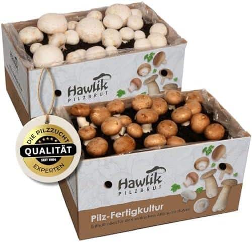 N reichhaltige Erträge hervor, sodass Sie lange Freude an Ihren selbst gezüchteten Champignons haben.
✓ EINFACHE ANWENDUNG: Mit unserer ausführlichen Anleitung können auch Anfänger und Kinder problemlos ihre eigenen Pilze züchten. Es ist keine Erfahrung im Gärtnern oder Garten notwendig.
✓ FRISCHER GENUSS: Mit dem Hawlik Pilzbrut - Champignon Zuchtset können Sie Ihre Champignons frisch ernten und direkt verarbeiten. Sie werden den Unterschied zu gekauften Pilzen sofort schmecken.
✓ UMWELTFREUNDLICH: Durch die eigene Zucht von Pilzen können Sie einen Beitrag zum Umweltschutz leisten, da Sie auf Transportwege und Verpackungen von Supermarkt-Pilzen verzichten.
✓ VIELSEITIG EINSETZBAR: Die selbst gezüchteten Champignons eignen sich hervorragend für die Zubereitung von verschiedenen Gerichten, insbesondere für Pasta, Risotto und Salate.
Probieren Sie es aus und genießen Sie den frischen Geschmack von selbst gezüchteten Champignons!