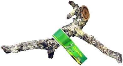 Großer Spaß in kleiner Form: Alles über Terrariumgröße, Technik und Einrichtung