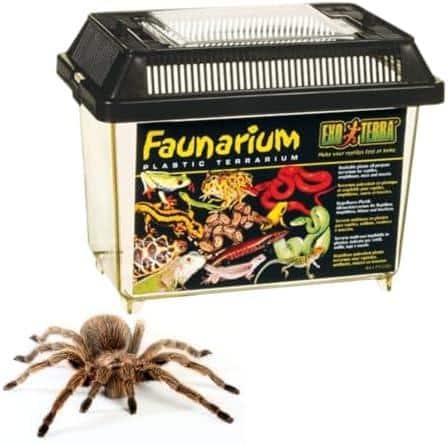 Wie du die perfekte Terrariumgröße für deine Technik und Einrichtung findest!