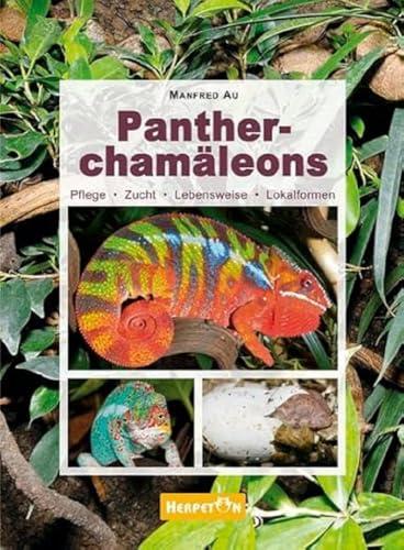 Pantherchamäleons: Ein Blick in ihre Welt